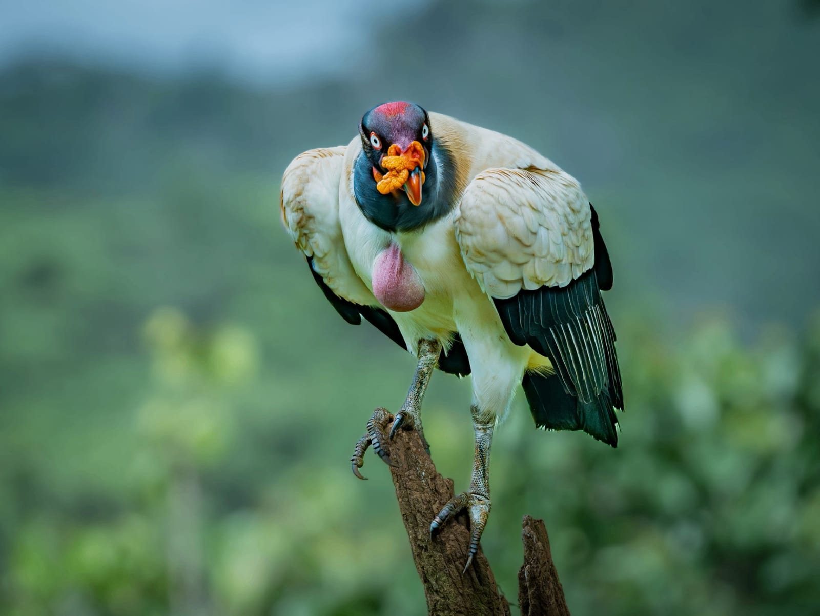 King vulture portrait Boca Tapada wildlife photography