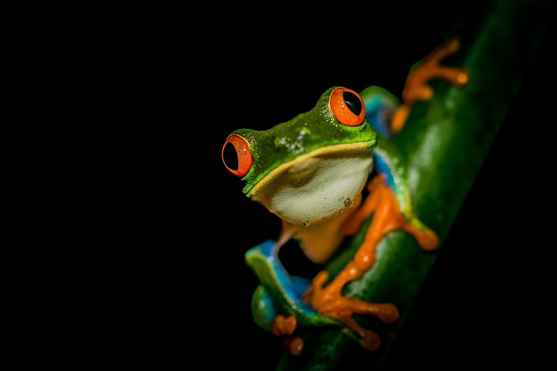 7 Things I Wish More Visitors Knew About Wildlife in Arenal