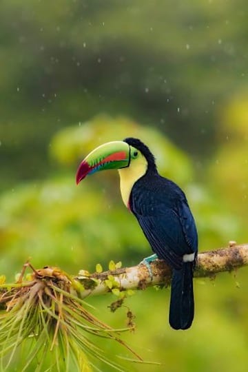 Arenal Observatory Lodge birding trail — Costa Rica