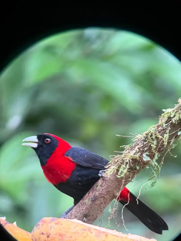 Half-Day Birdwatching & Bird Photography Tour – Arenal