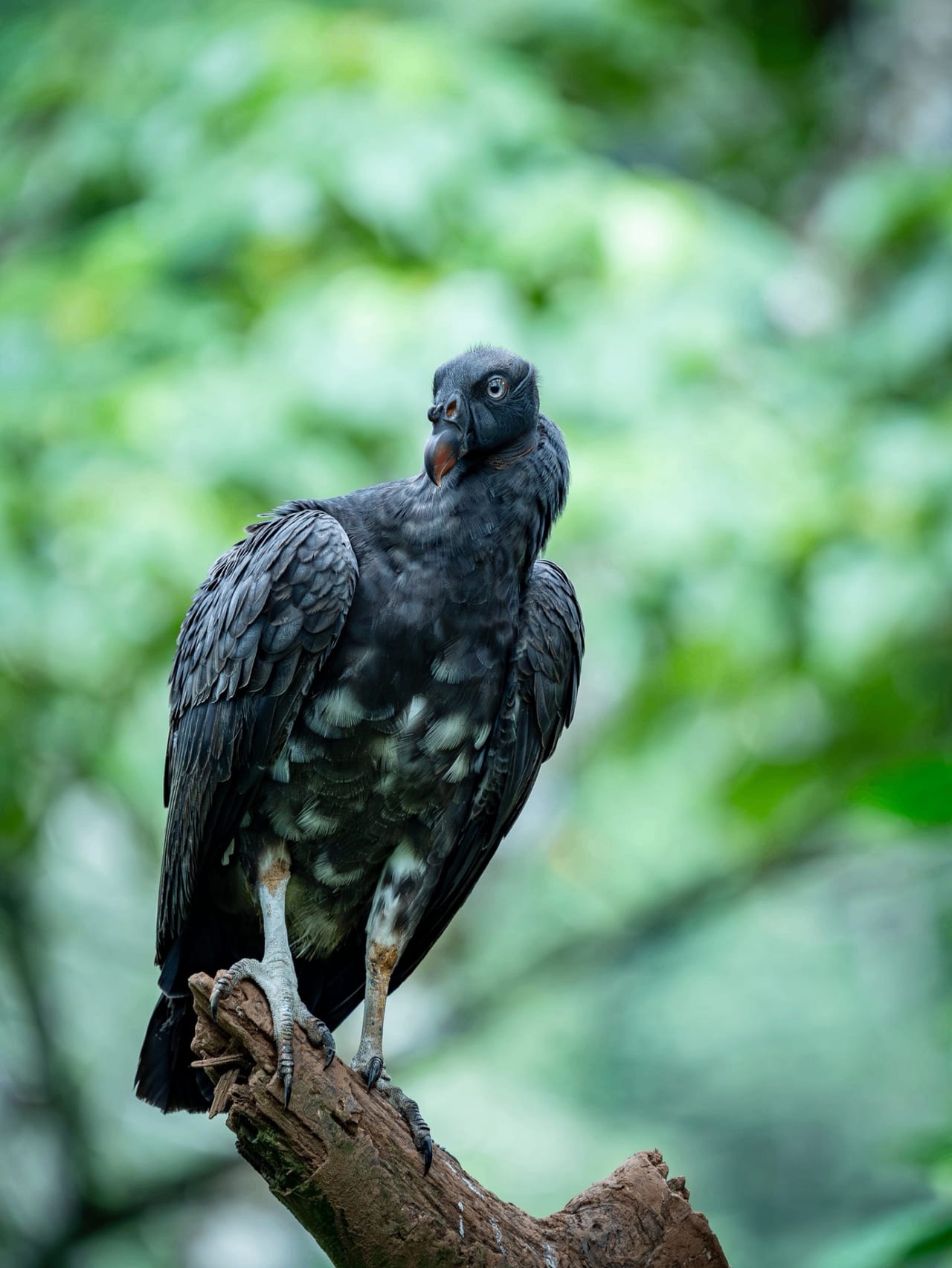 Boca Tapada birding expedition — Costa Rica photography