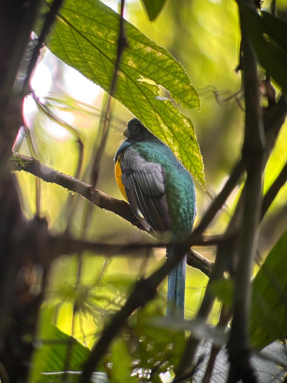 Bogarin Trail sloth and bird walk — La Fortuna Costa Rica
