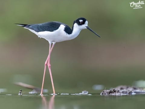 Caño Negro wildlife and photography tour — Costa Rica