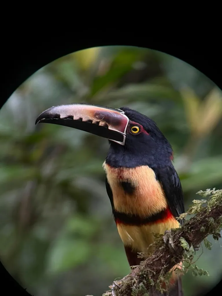 Ecocentro Danaus – Birdwatching Tour