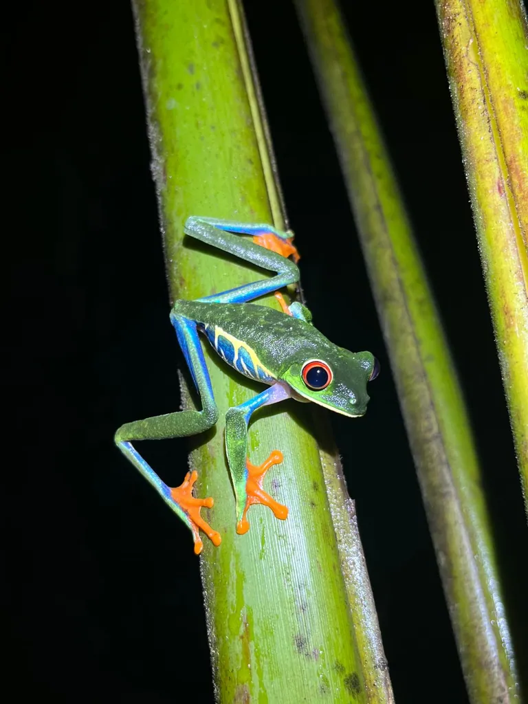 Ecocentro Danaus – Night Tour