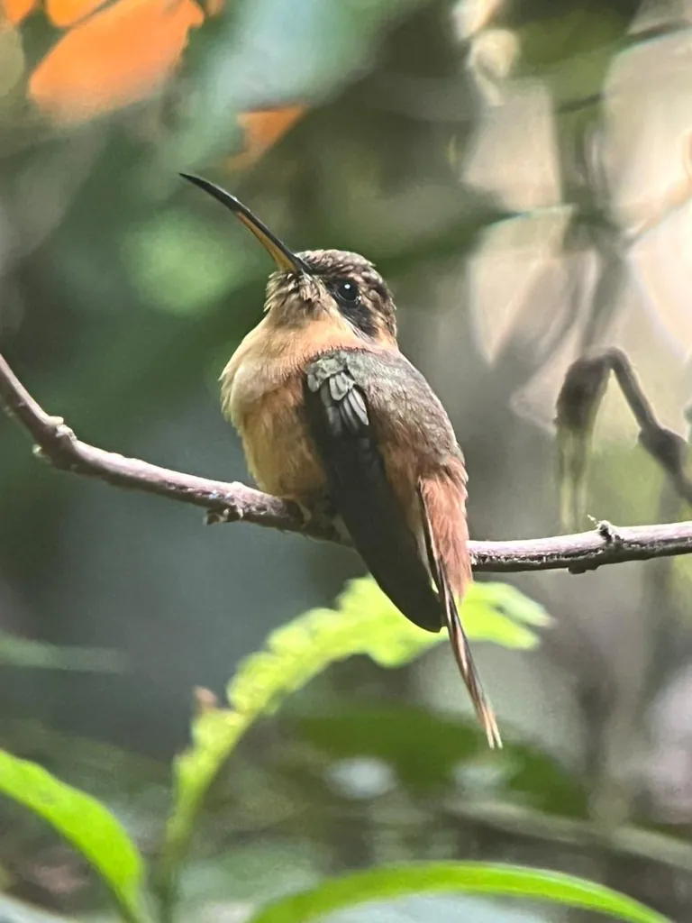 Esquipulas Rainforest Birding Tour