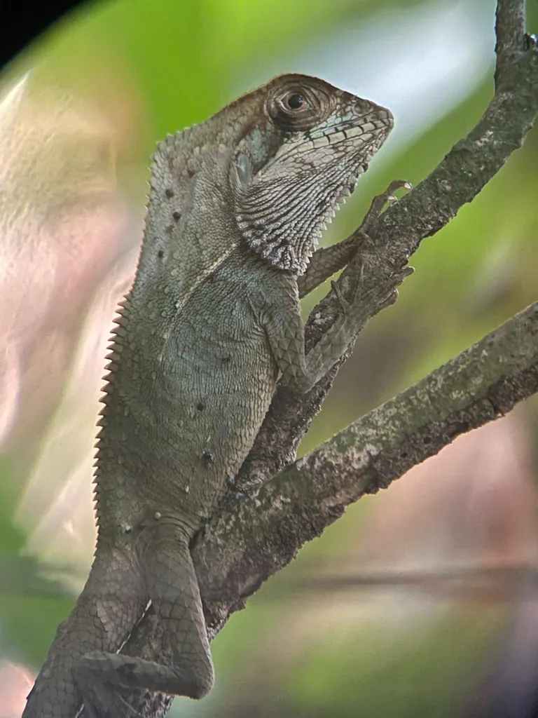 Manuel Antonio National Park Guided Walk