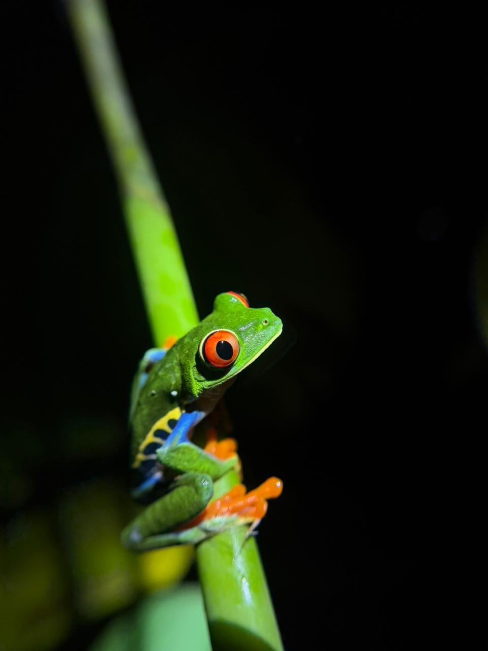 Papa's Place night tour — La Fortuna Costa Rica