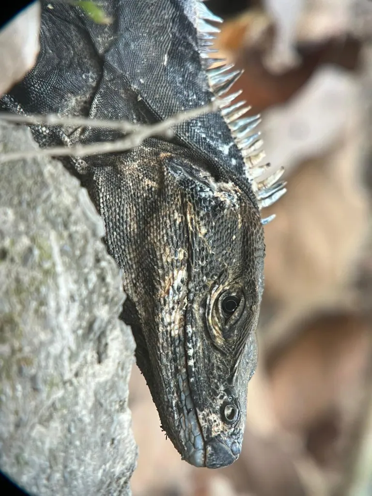 Sukia Park Nocturnal Wildlife Tour